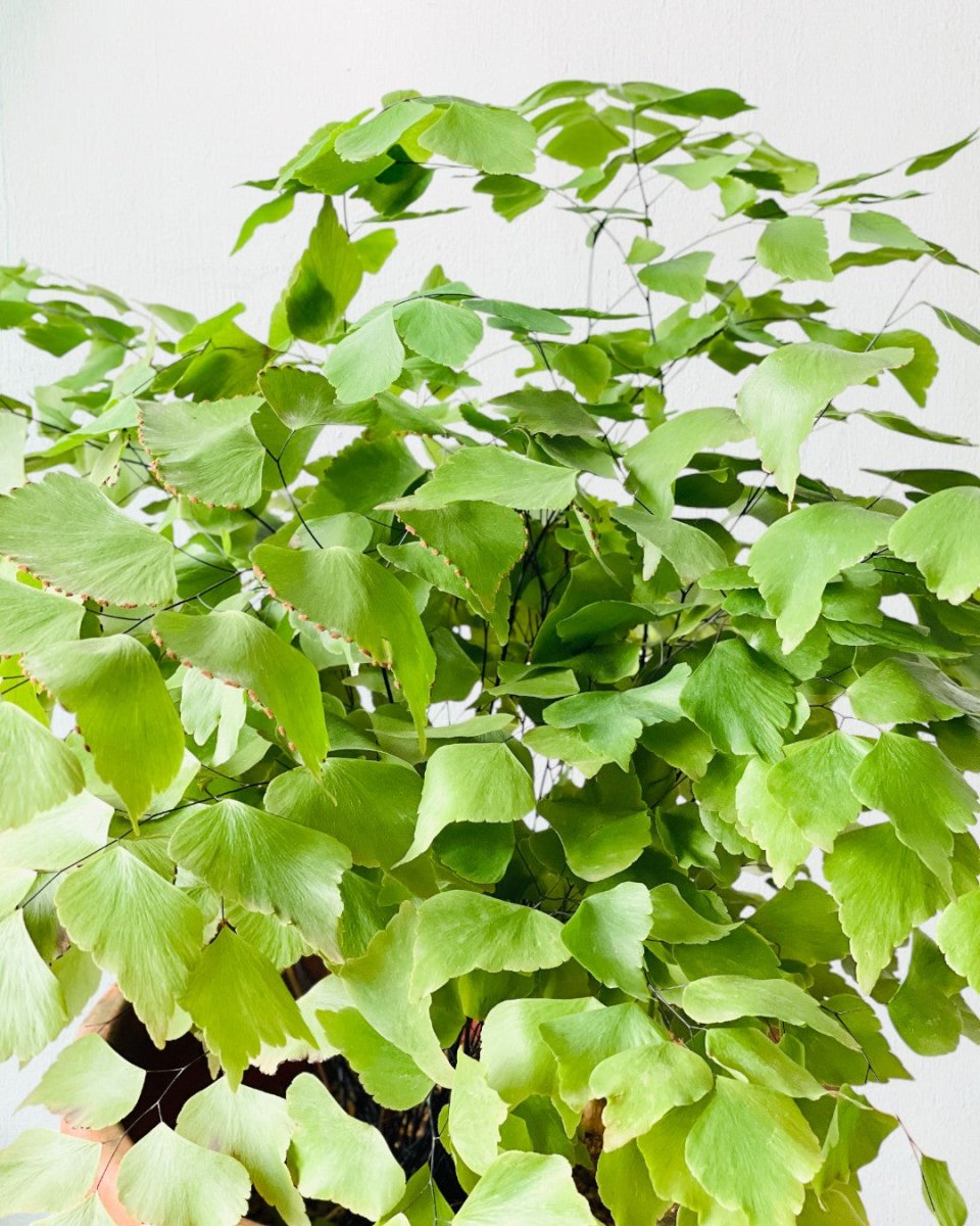 Large Adiantum - Maidenhair Fern Plant - grow pot - Potted plant - Tumbleweed Plants - Online Plant Delivery Singapore