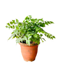 Large Adiantum - Maidenhair Fern Plant - grow pot - Potted plant - Tumbleweed Plants - Online Plant Delivery Singapore