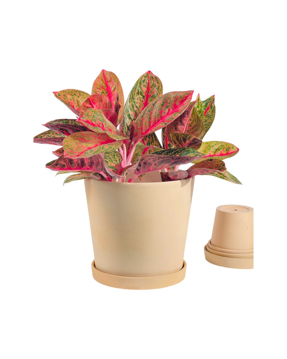 Large Celine Terracotta Pot - Pot - Tumbleweed Plants - Online Plant Delivery Singapore