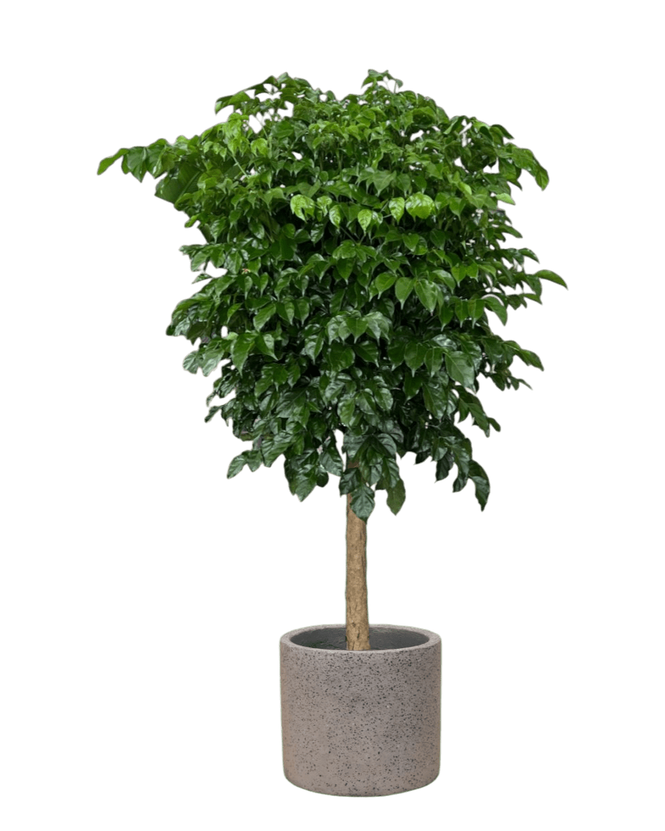 Large China Doll Tree (1.6 - 1.8m) - grey terrazzo pot - Potted plant - Tumbleweed Plants - Online Plant Delivery Singapore