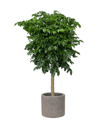 Large China Doll Tree (1.6 - 1.8m) - grey terrazzo pot - Potted plant - Tumbleweed Plants - Online Plant Delivery Singapore