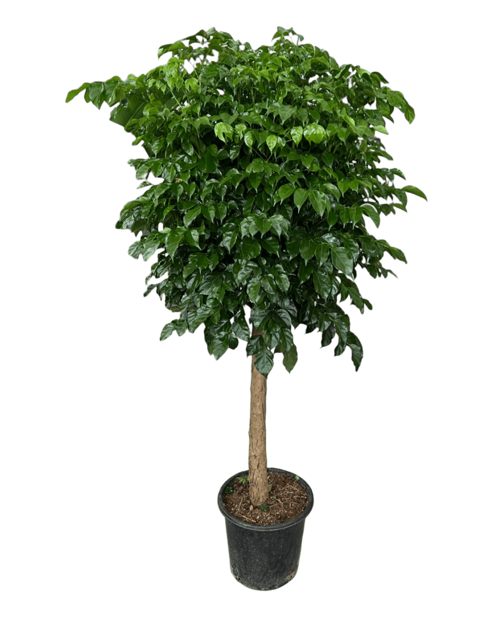 Large China Doll Tree (1.6 - 1.8m) - grow pot - Potted plant - Tumbleweed Plants - Online Plant Delivery Singapore