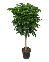 Large China Doll Tree (1.6 - 1.8m) - grow pot - Potted plant - Tumbleweed Plants - Online Plant Delivery Singapore