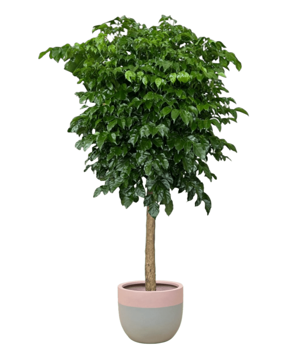 Large China Doll Tree (1.6 - 1.8m) - large resin planters - grey/pink - Potted plant - Tumbleweed Plants - Online Plant Delivery Singapore