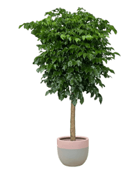 Large China Doll Tree (1.6 - 1.8m) - large resin planters - grey/pink - Potted plant - Tumbleweed Plants - Online Plant Delivery Singapore