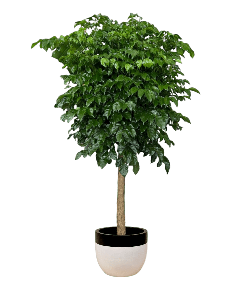 Large China Doll Tree (1.6 - 1.8m) - large resin planters - white/black - Potted plant - Tumbleweed Plants - Online Plant Delivery Singapore