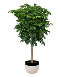 Large China Doll Tree (1.6 - 1.8m) - large resin planters - white/black - Potted plant - Tumbleweed Plants - Online Plant Delivery Singapore