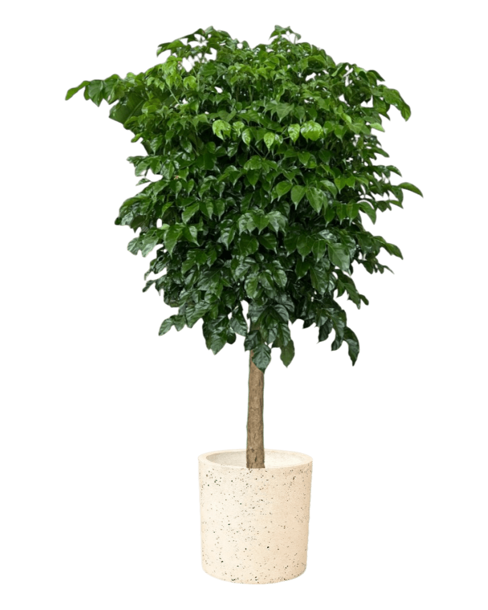 Large China Doll Tree (1.6 - 1.8m) - large white cylinder terrazzo - Potted plant - Tumbleweed Plants - Online Plant Delivery Singapore