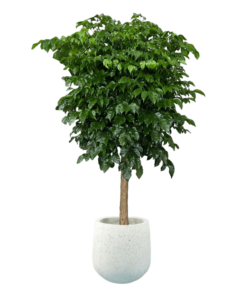 Large China Doll Tree (1.6 - 1.8m) - tulip pots - white - Potted plant - Tumbleweed Plants - Online Plant Delivery Singapore