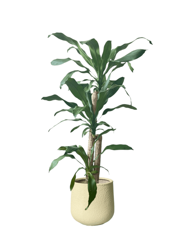 Large Dracaena Fragrans (Iron Tree) - Potted plant - POTT - LARG - MGRW - 6527 - Tumbleweed Plants - Online Plant Delivery Singapore