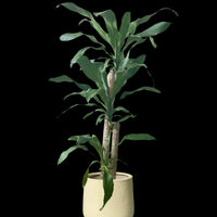 Large Dracaena Fragrans (Iron Tree)