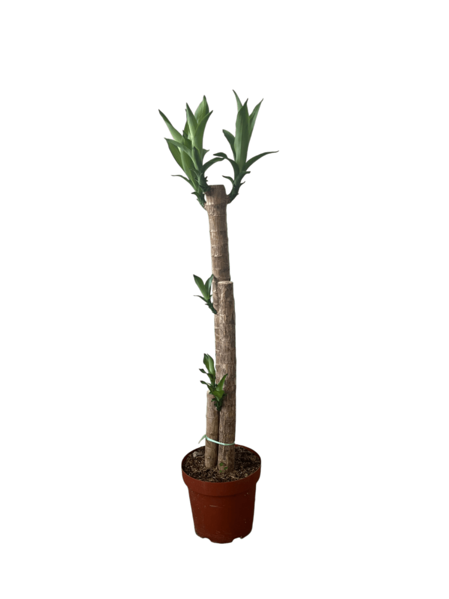 Large Dracaena Fragrans (Iron Tree) - Potted plant - POTT - LARG - MGRW - 6527 - Tumbleweed Plants - Online Plant Delivery Singapore