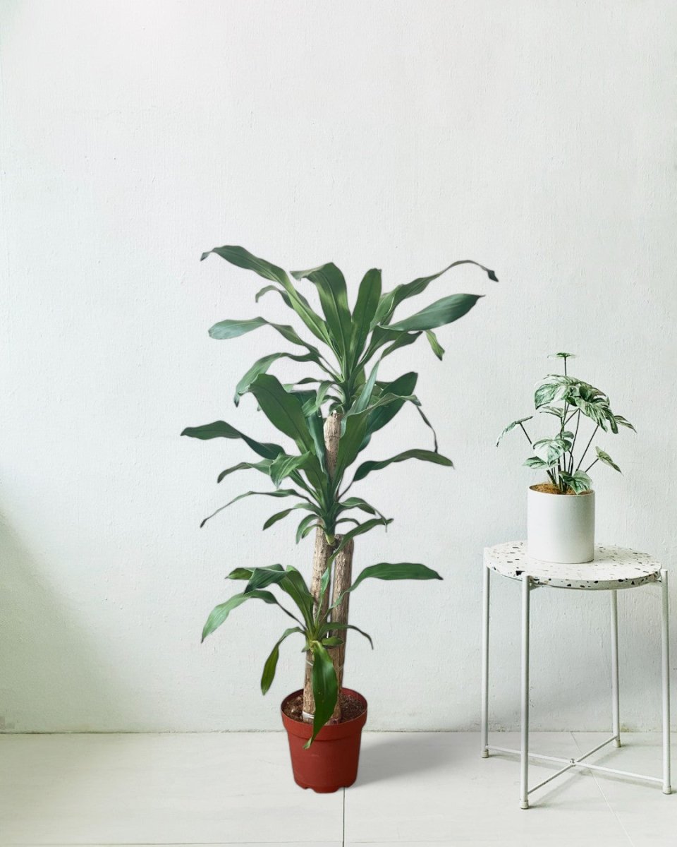 Large Dracaena Fragrans (Iron Tree) - Potted plant - POTT - LARG - MGRW - 6527 - Tumbleweed Plants - Online Plant Delivery Singapore