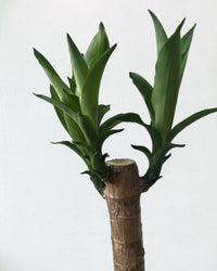 Large Dracaena Fragrans (Iron Tree) - Potted plant - POTT - LARG - MGRW - 6527 - Tumbleweed Plants - Online Plant Delivery Singapore