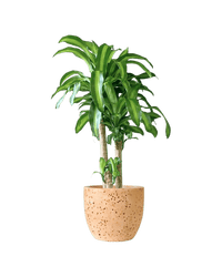 Large Dracaena Fragrans (Iron Tree) - 1.0 m - 1.2 m - Potted plant - Tumbleweed Plants - Online Plant Delivery Singapore