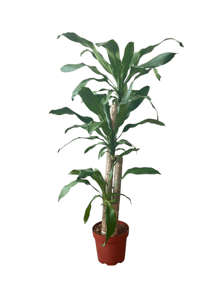 Large Dracaena Fragrans (Iron Tree) - Potted plant - POTT - LARG - MMGRW - 6529 - Tumbleweed Plants - Online Plant Delivery Singapore