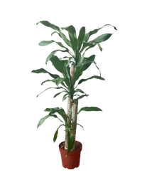 Large Dracaena Fragrans (Iron Tree) - Potted plant - POTT - LARG - MMGRW - 6529 - Tumbleweed Plants - Online Plant Delivery Singapore