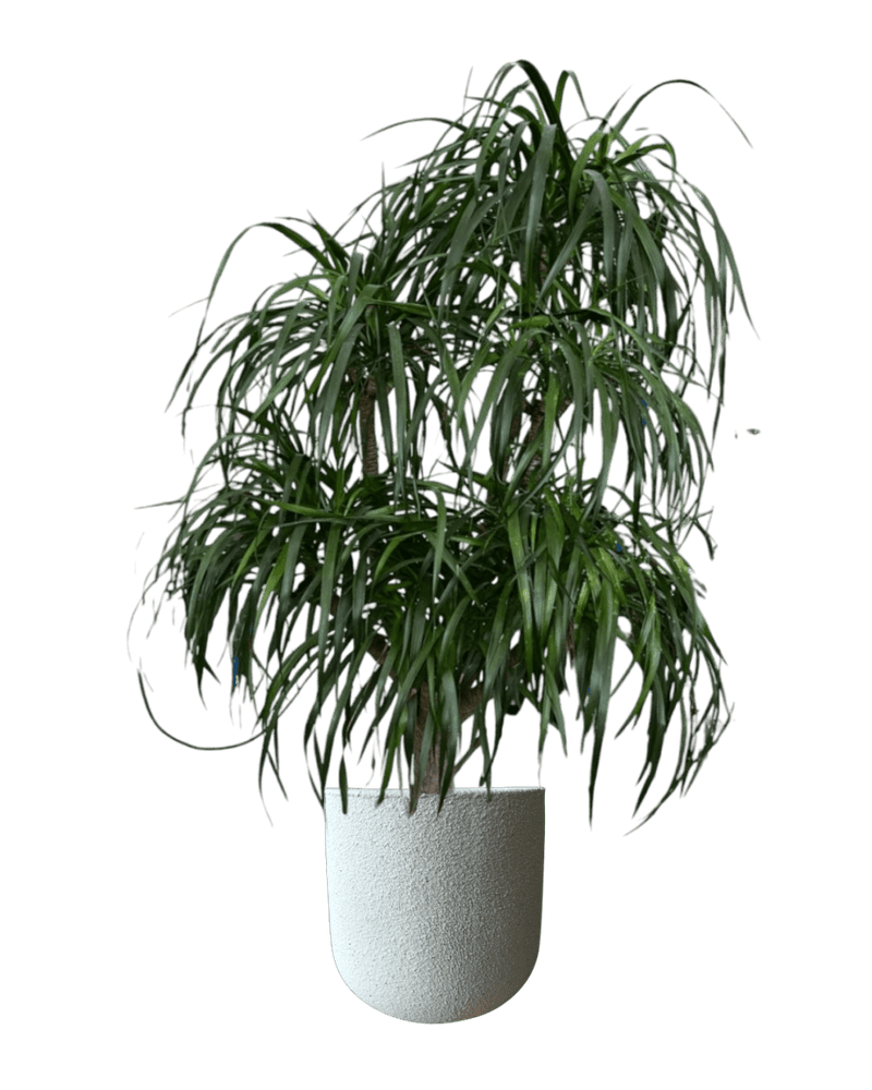 Large Dracaena Tree - Potted plant - POTT - LARG - MGRW - 4144 - Tumbleweed Plants - Online Plant Delivery Singapore