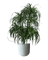 Large Dracaena Tree