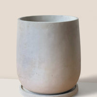 Large Dusty Grey Cement Planter with Tray