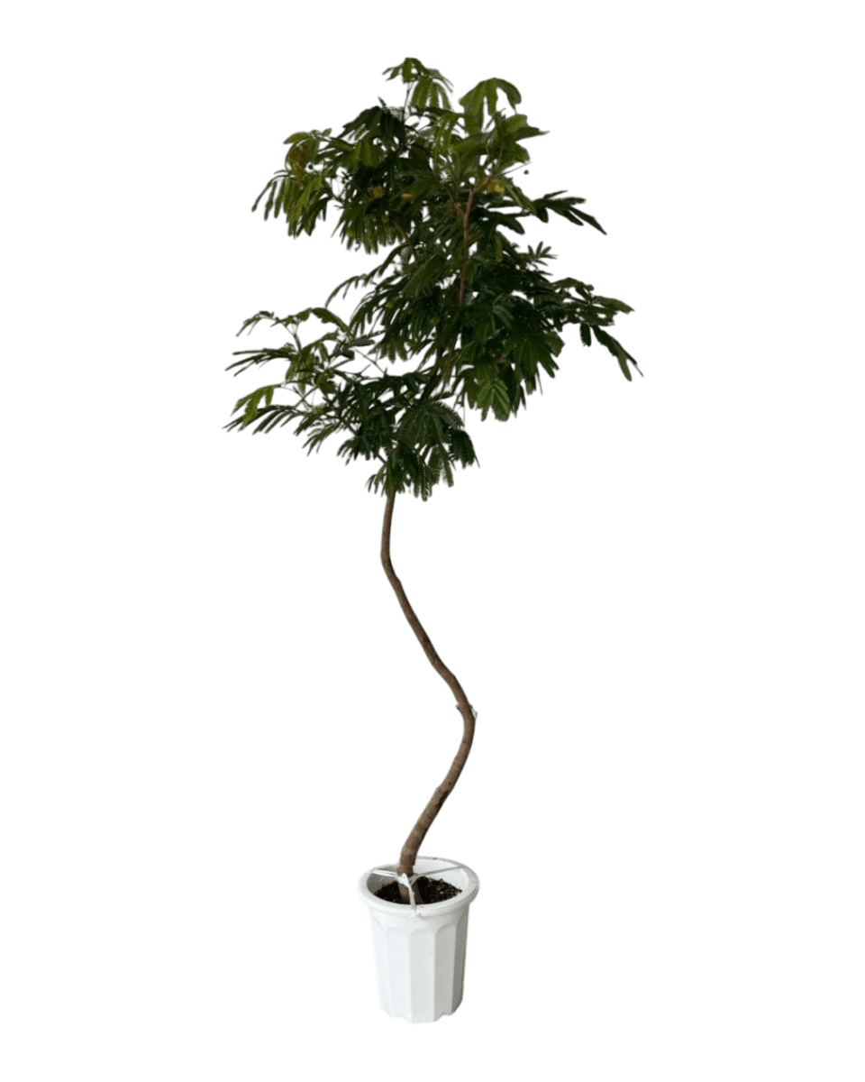 Grow Pot