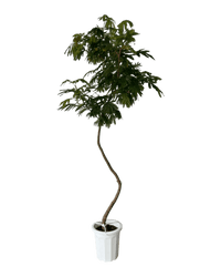 Large Everfresh Tree (2m) - grow pot - Bending Everfresh - Potted plant - Tumbleweed Plants - Online Plant Delivery Singapore