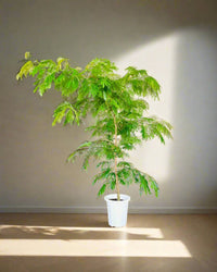 Large Everfresh Tree (2m) - grow pot - Lush Everfresh - Potted plant - Tumbleweed Plants - Online Plant Delivery Singapore