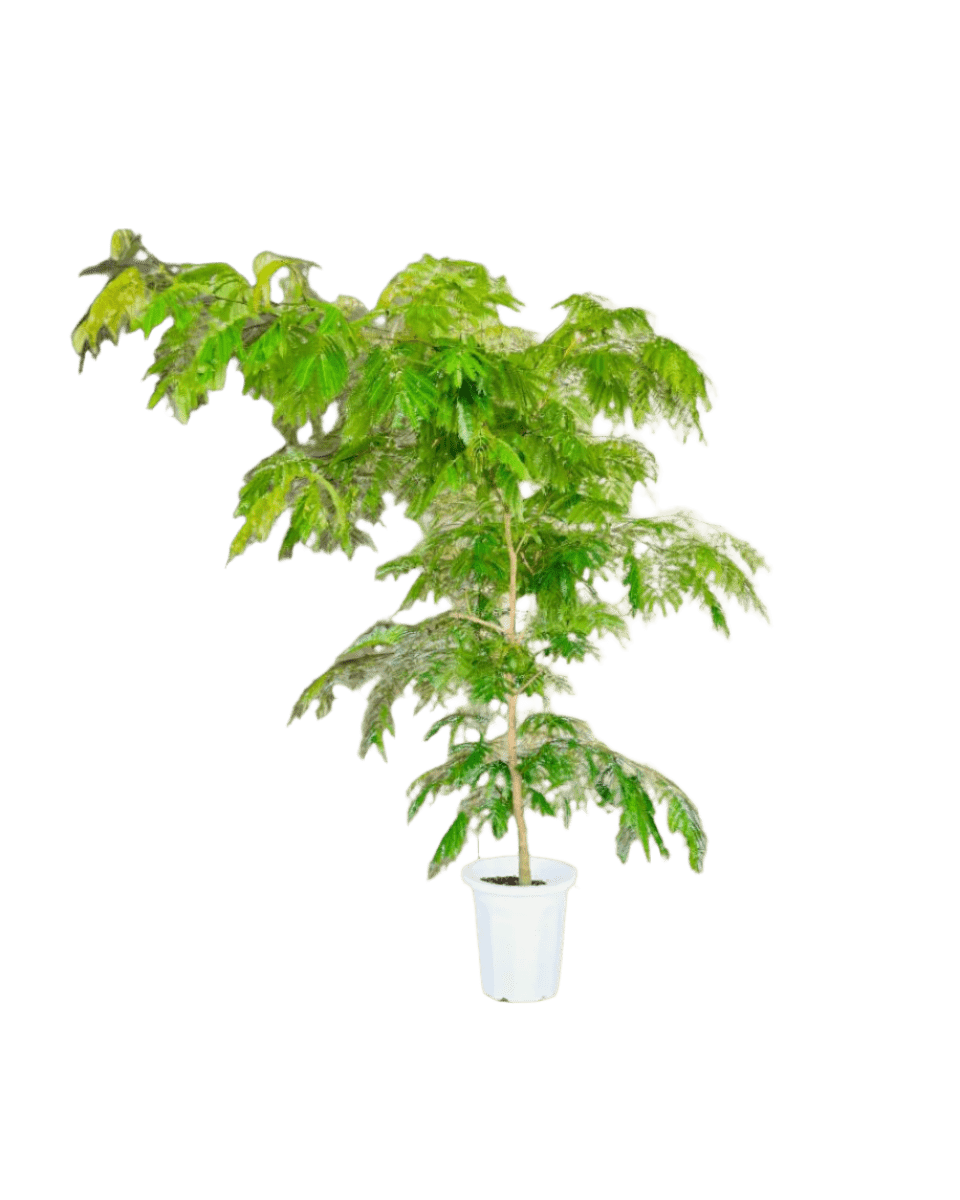 Large Everfresh Tree (2m) - grow pot - Lush Everfresh - Potted plant - Tumbleweed Plants - Online Plant Delivery Singapore