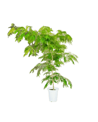 Large Everfresh Tree (2m) - grow pot - Lush Everfresh - Potted plant - Tumbleweed Plants - Online Plant Delivery Singapore