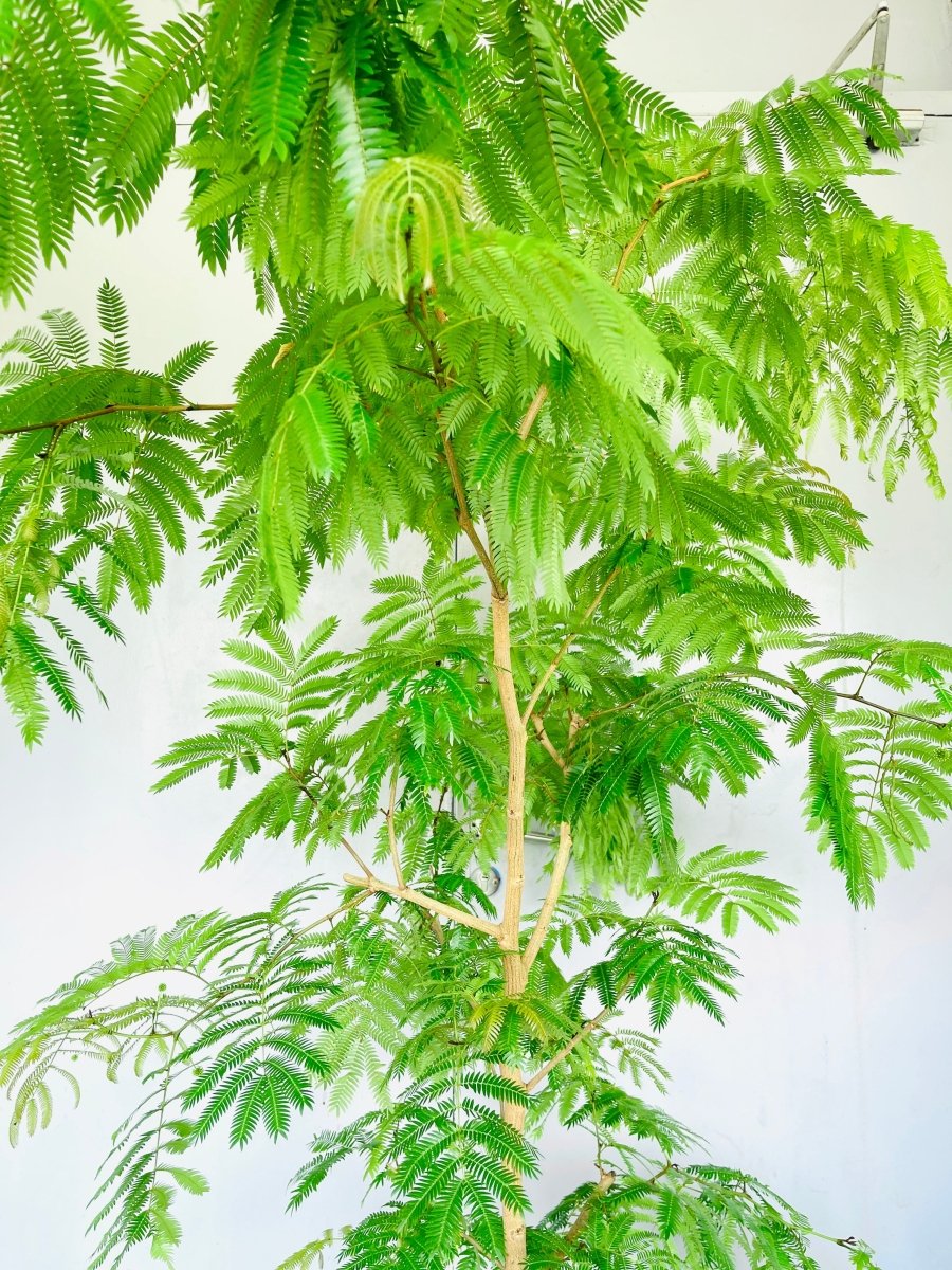 Large Everfresh Tree (2m) - grow pot - Lush Everfresh - Potted plant - Tumbleweed Plants - Online Plant Delivery Singapore