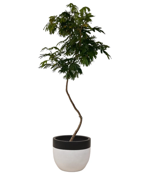 Large Everfresh Tree paired with resin planters - black/white