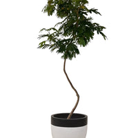 Large Everfresh Tree (2m)