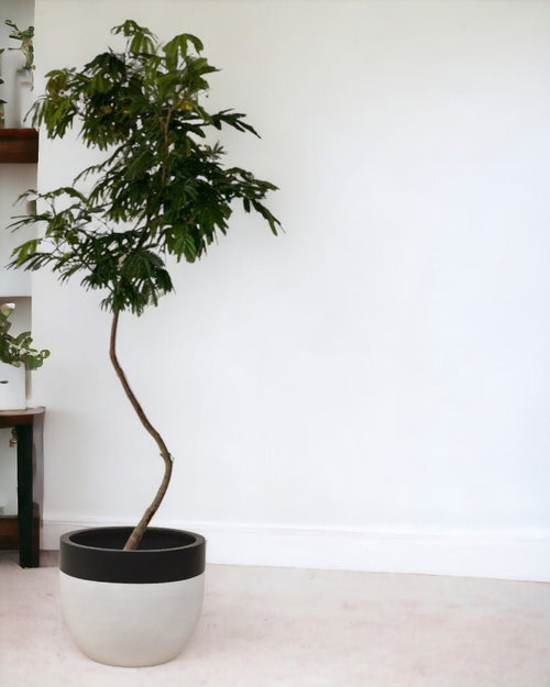 Large Everfresh Tree paired with resin planters - black/white