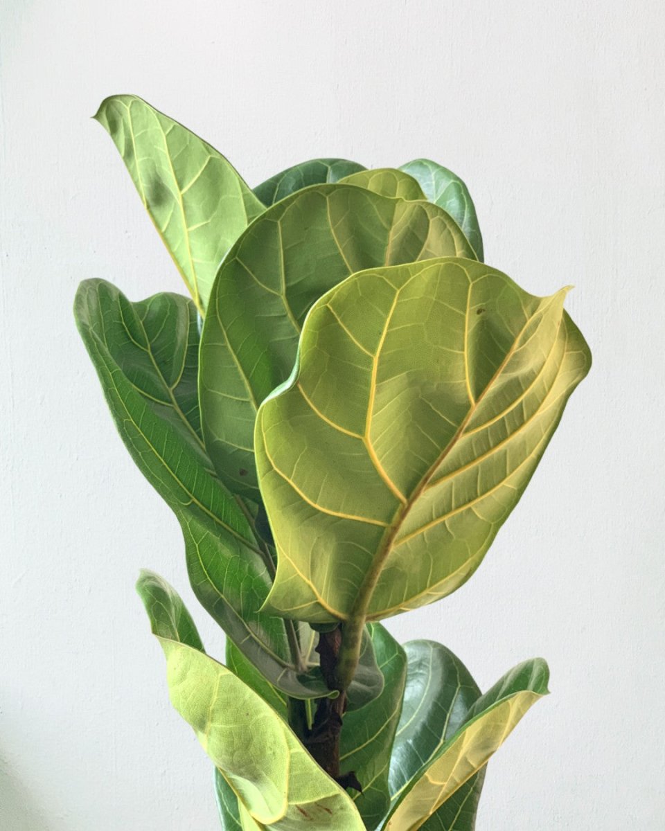 Large Ficus Lyrata (0.8m) - grow pot - Potted plant - Tumbleweed Plants - Online Plant Delivery Singapore