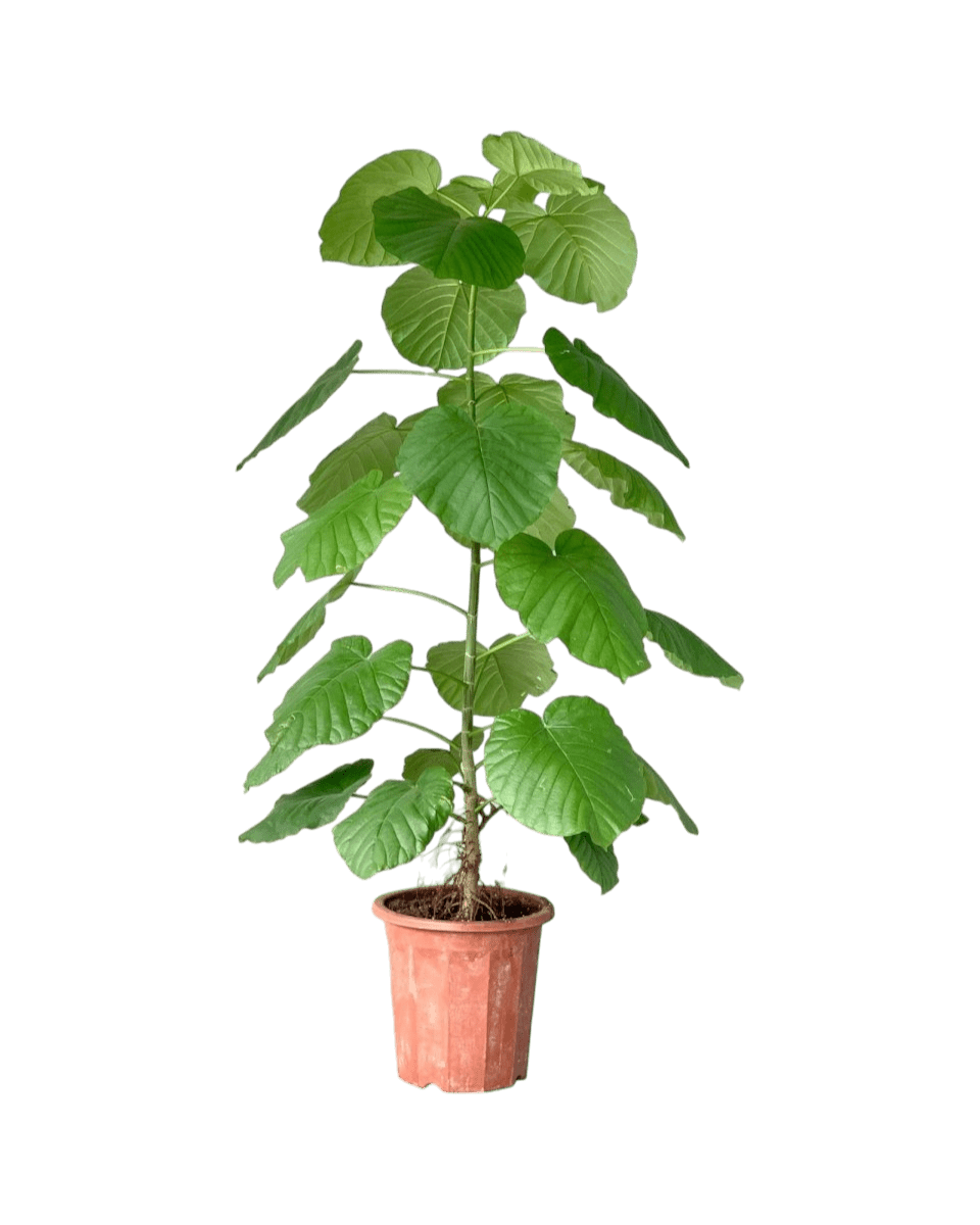 Large Ficus Umbellata Tree - Potted plant - GIFT - LARG - 4657 - Tumbleweed Plants - Online Plant Delivery Singapore