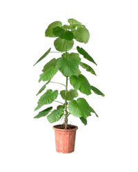 Large Ficus Umbellata Tree - Potted plant - GIFT - LARG - 4657 - Tumbleweed Plants - Online Plant Delivery Singapore