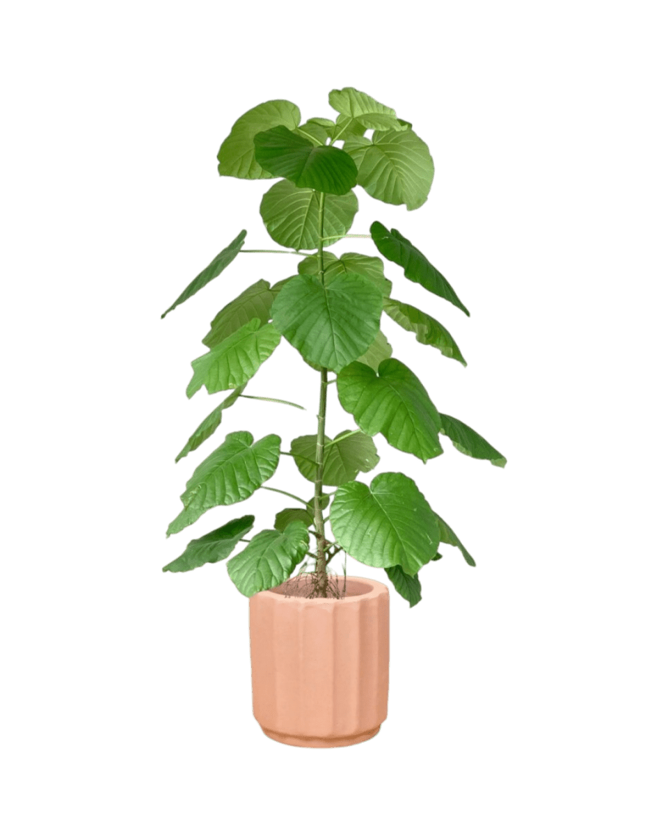 roman planter - almond