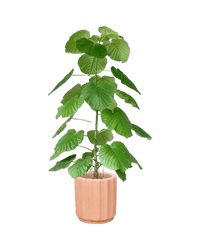 Large Ficus Umbellata Tree - Potted plant - GIFT - LARG - 4656 - Tumbleweed Plants - Online Plant Delivery Singapore