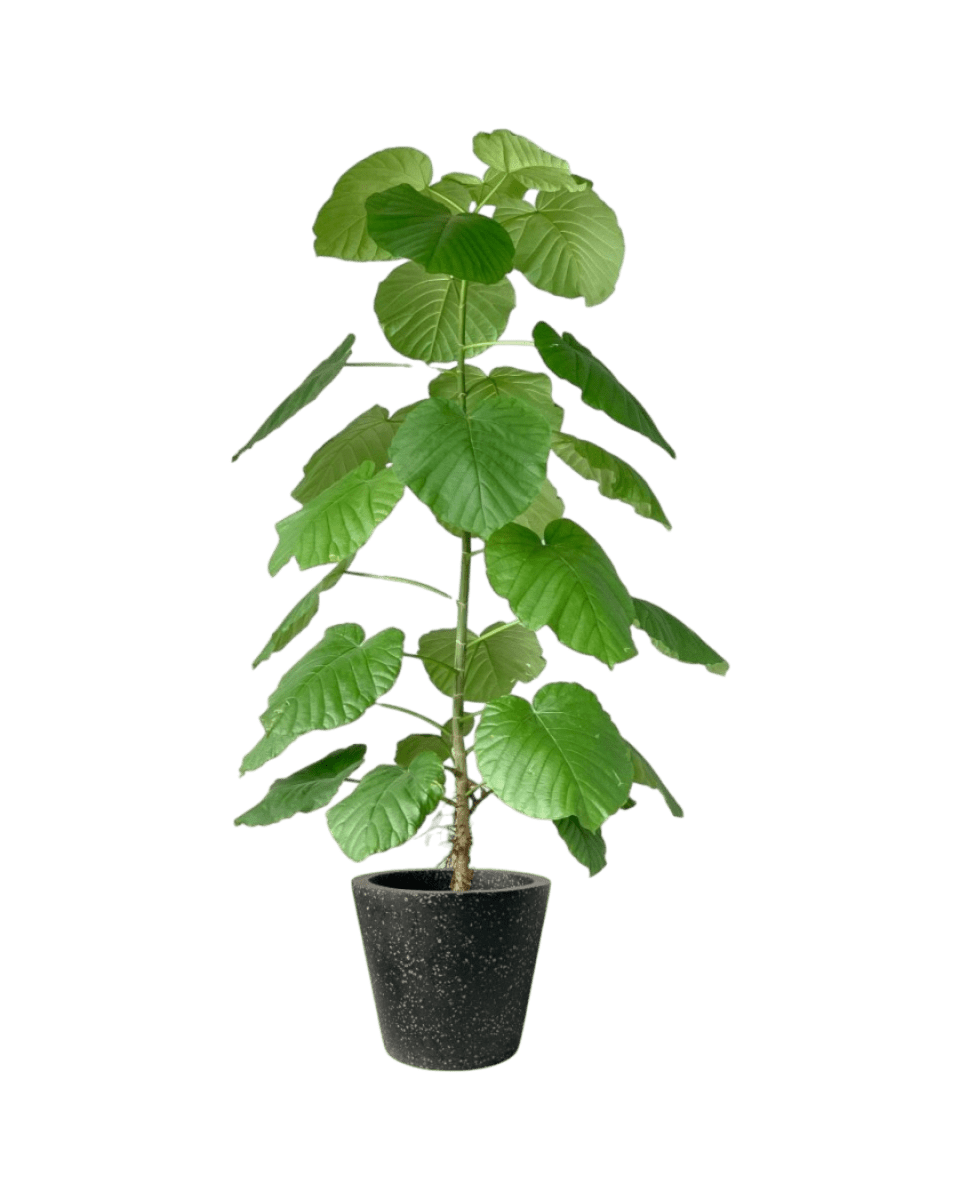 Large Ficus Umbellata Tree - Potted plant - GIFT - LARG - 4655 - Tumbleweed Plants - Online Plant Delivery Singapore