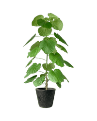 Large Ficus Umbellata Tree - Potted plant - GIFT - LARG - 4655 - Tumbleweed Plants - Online Plant Delivery Singapore