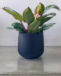 Large Goblet Pot - grey - Pot - Tumbleweed Plants - Online Plant Delivery Singapore