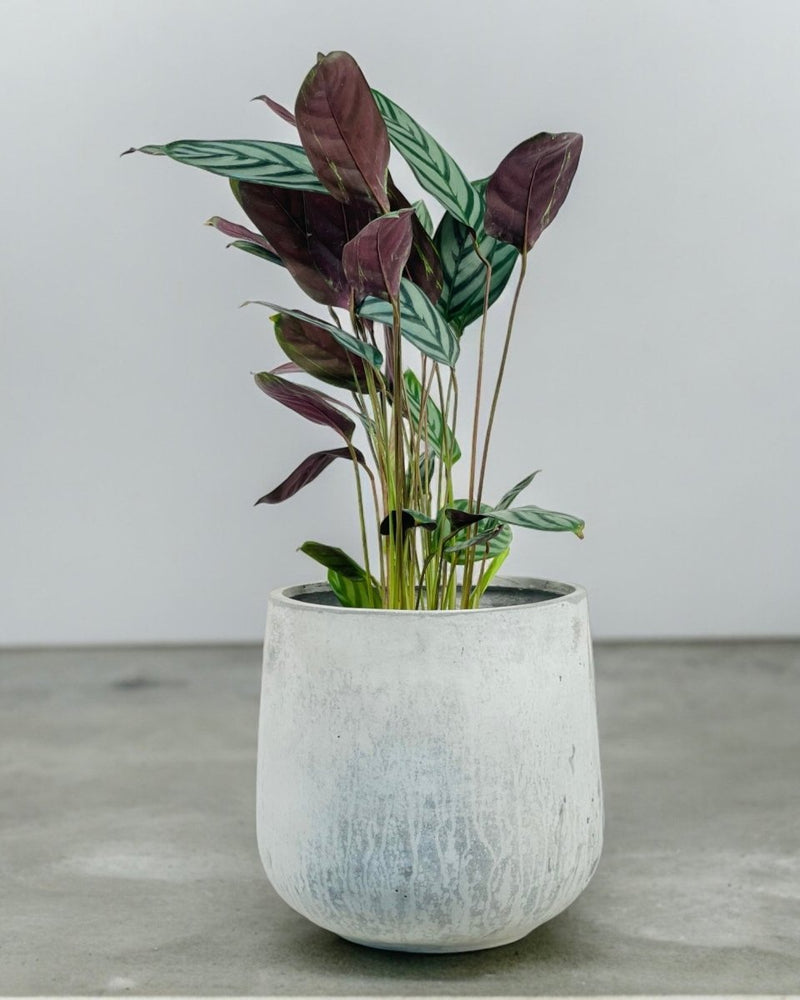 Large Goblet Pot - grey - Pot - Tumbleweed Plants - Online Plant Delivery Singapore