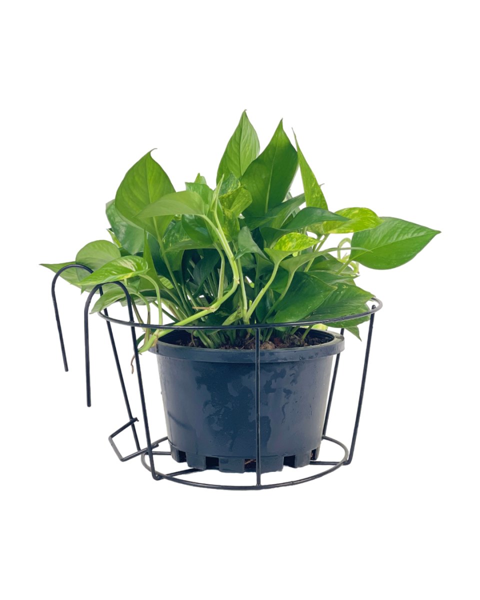 Large Hanging Rack - Pot - Tumbleweed Plants - Online Plant Delivery Singapore