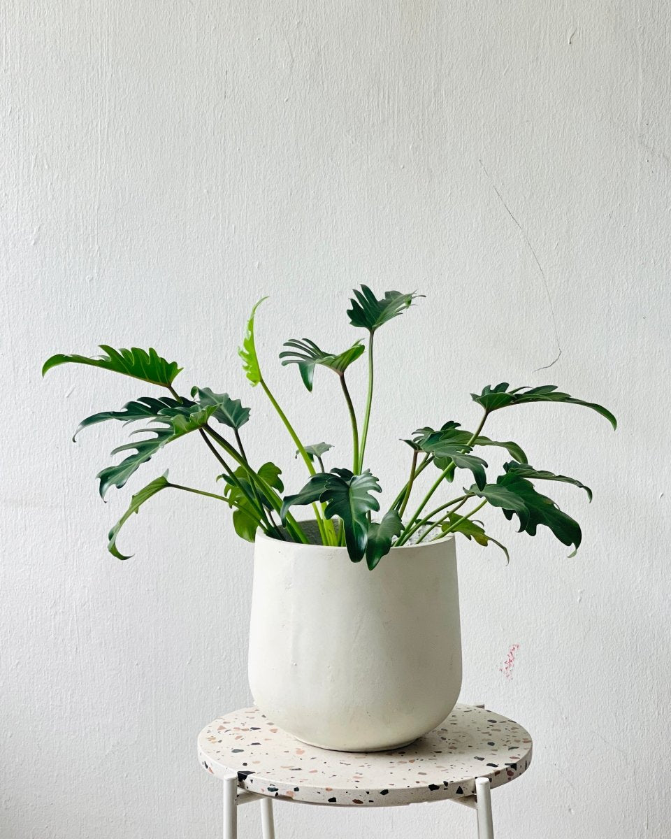 Large Luna Cylinder Pot - 26cm - Pot - Tumbleweed Plants - Online Plant Delivery Singapore