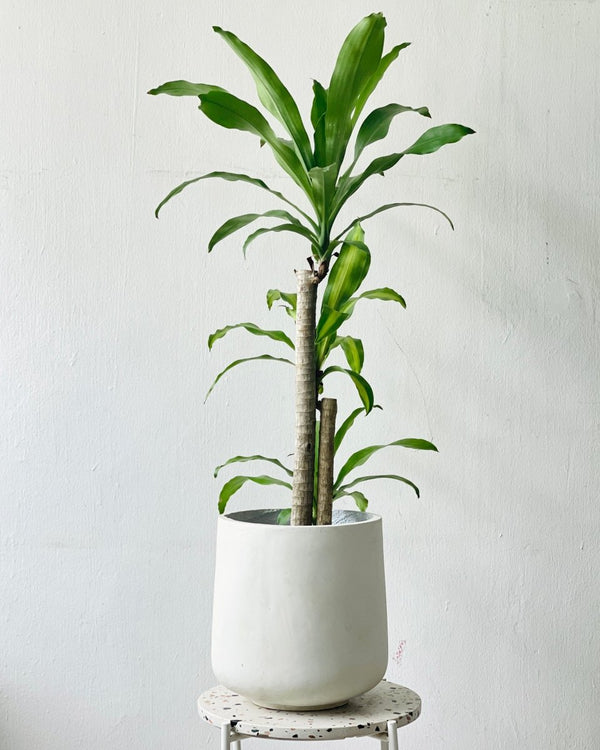 Large Luna Cylinder Pot - 26cm - Pot - Tumbleweed Plants - Online Plant Delivery Singapore