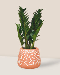 Large Matchstick Planter - Pots - Tumbleweed Plants - Online Plant Delivery Singapore