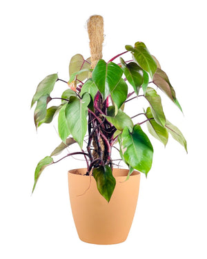 Large Mila - Pot - Tumbleweed Plants - Online Plant Delivery Singapore
