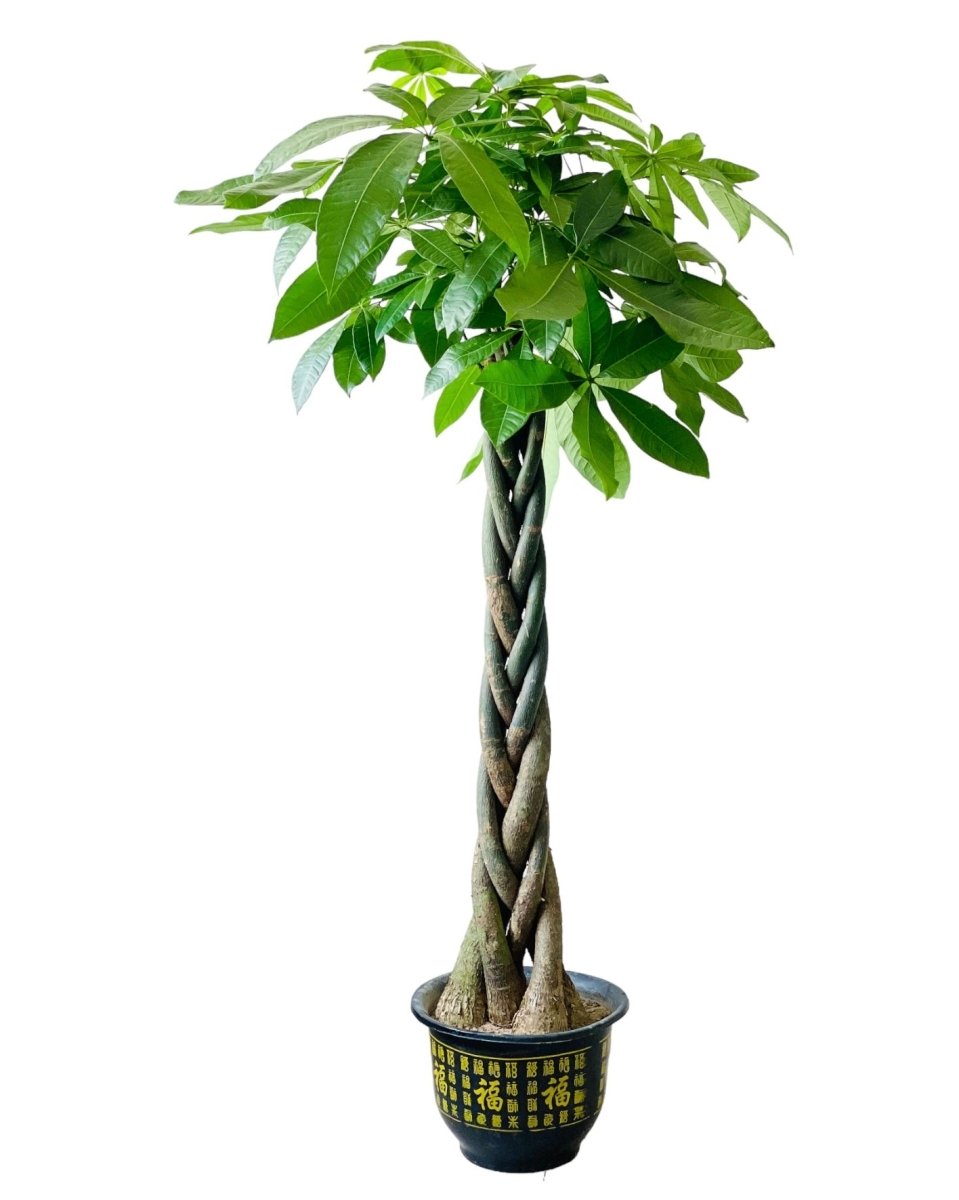 Grow Pot
