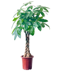 Large Money Tree (1 - 1.6m) - egg pot - large/pink - Potted plant - Tumbleweed Plants - Online Plant Delivery Singapore