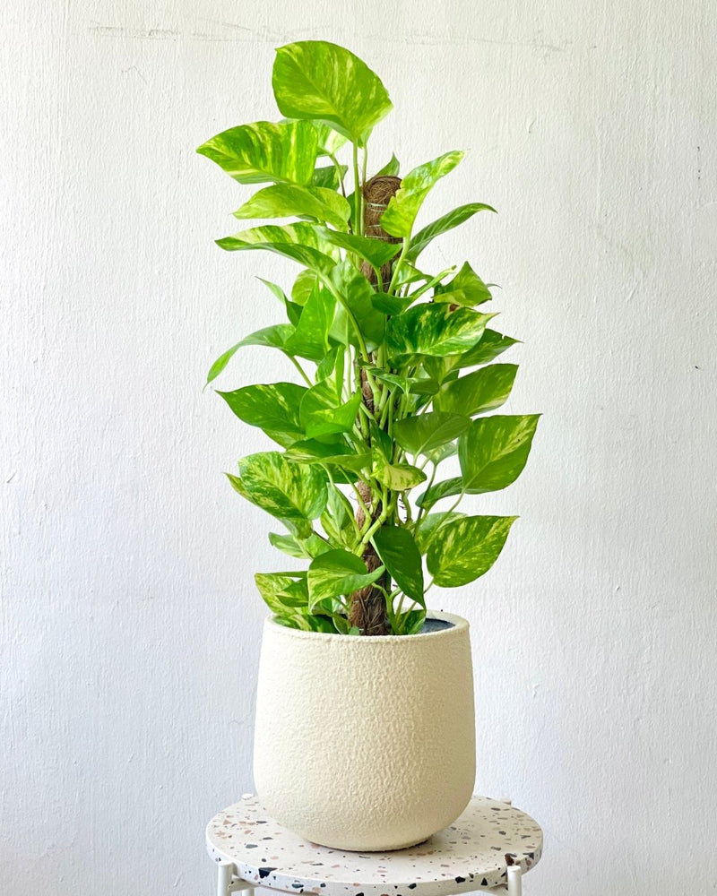 Large Quinn Tulip - cream - Pot - Tumbleweed Plants - Online Plant Delivery Singapore